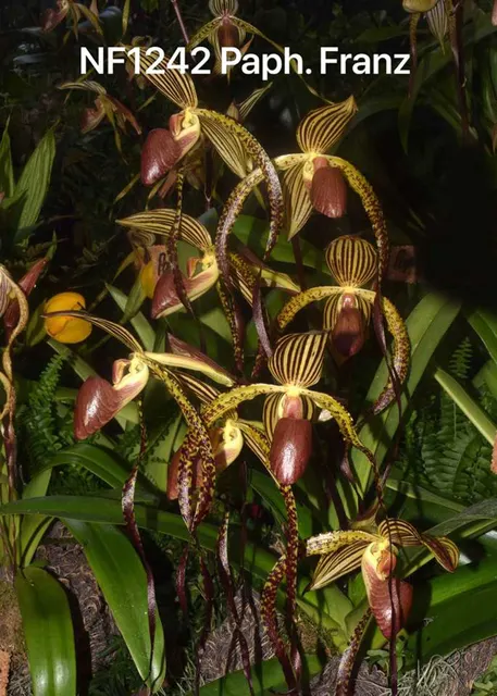 Paphiopedilum Franz 'Bear' (Paphiopedilum)