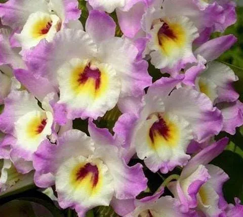 Dendrobium Sweet Pinky