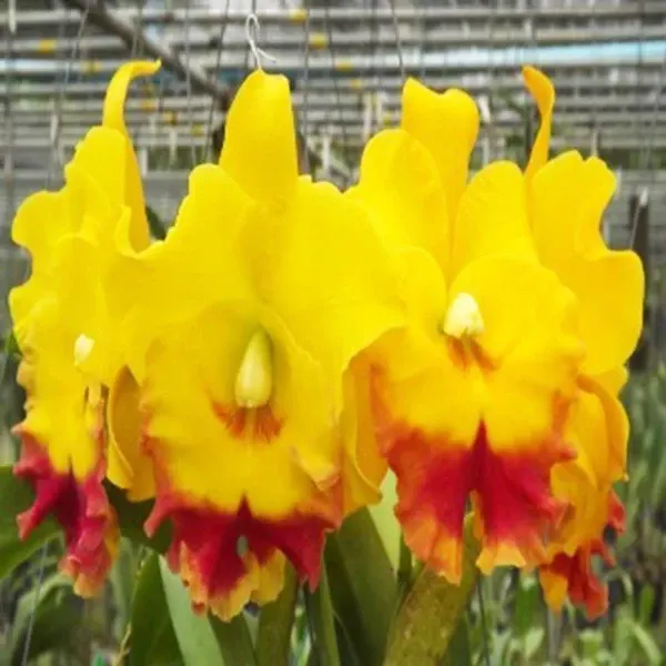 Rhyncholaeliocattleya Chomthong Delight