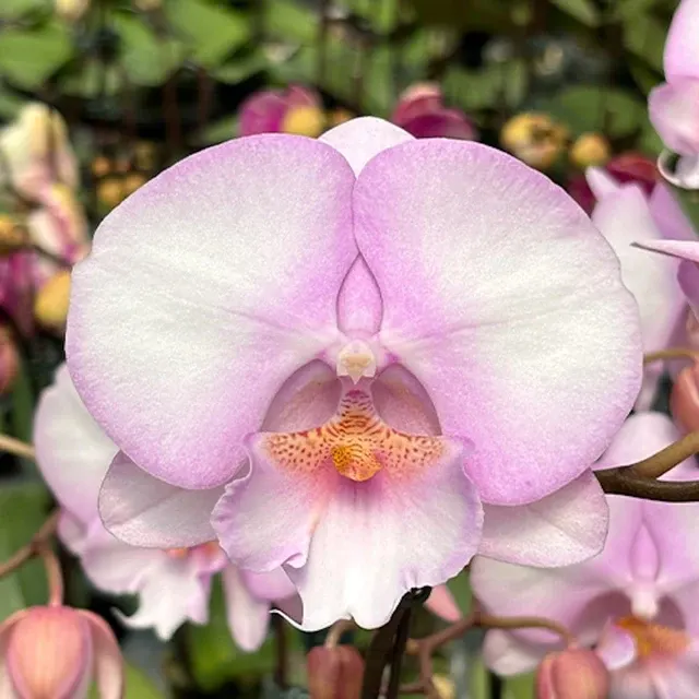 Phalaenopsis Fangmei Dream Lip - Big Lip, Flori XXL
