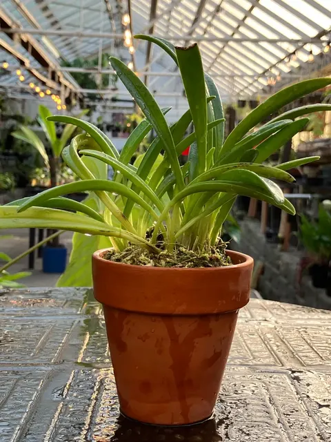 Masdevallia picea (Masdevallia)