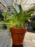 Masdevallia Picea