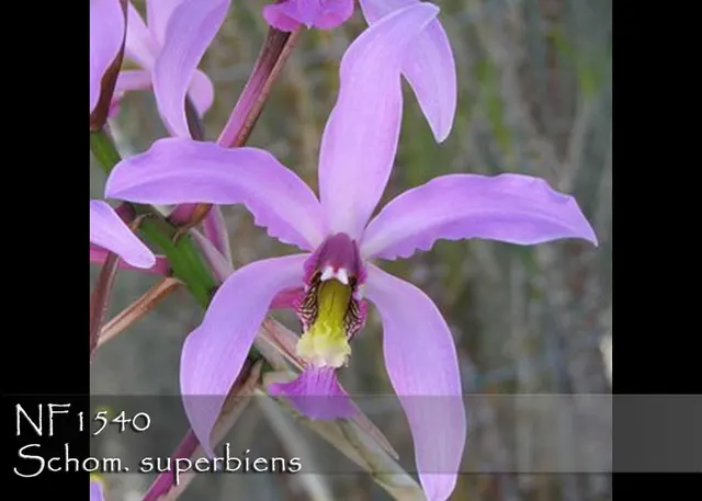 Schomburgkia superbiens (Schomburgkia)
