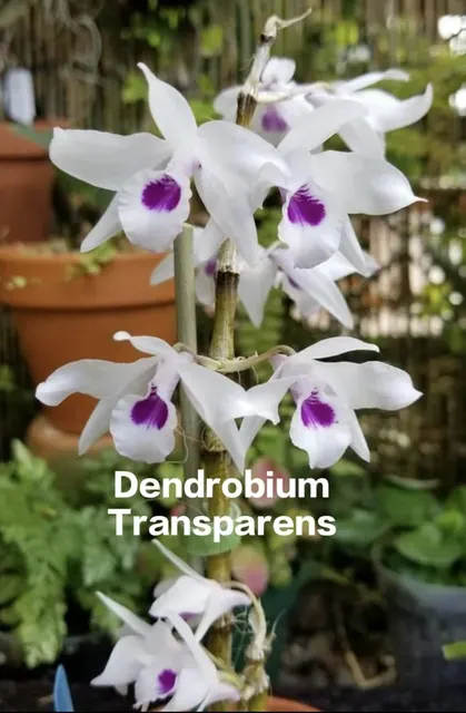 Dendrobium transparens (Dendrobium)