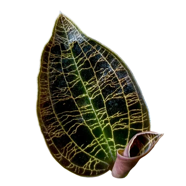 Macodes petola 'Dark Form' (Macodes)