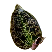 Macodes petola 'Dark Form'