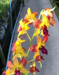 Dendrobium gift by god (Dendrobium)