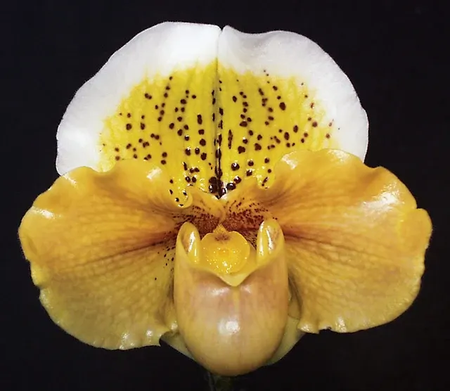 Paphiopedilum Garnet Honey HCC/AOS 'Golden Treasure' (Paphiopedilum)
