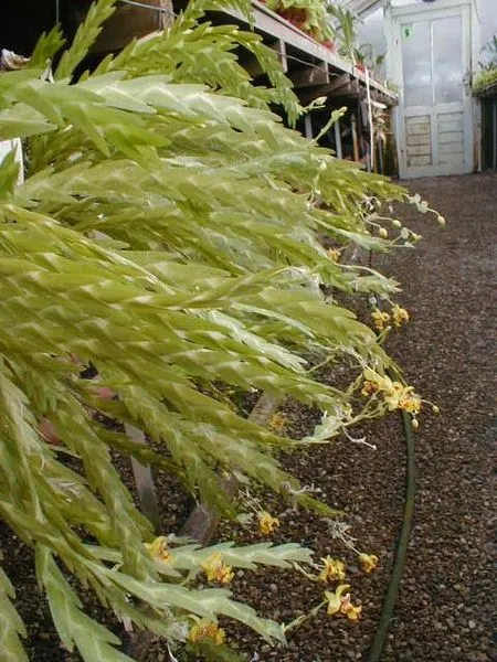 Lockhartia acuta