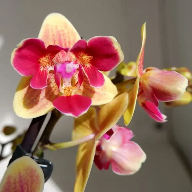 Phalaenopsis Sogo Yellowtris - Flori Parfumate