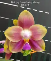 Phal. Joy Spring Canary 'Orange' — Blooming Size