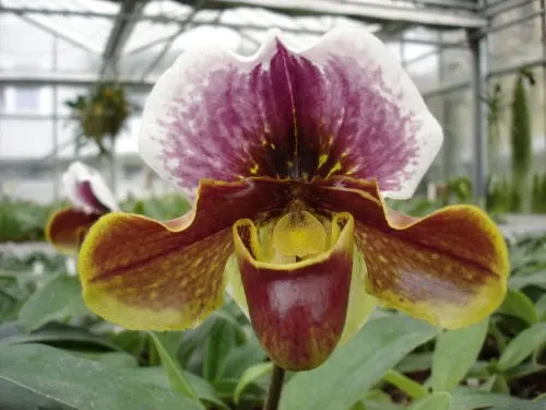 Paphiopedilum CHRISTA MARIA HOFFMANN