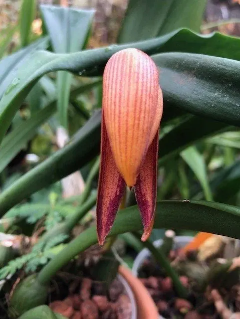 Bulbophyllum hiepii (Bulbophyllum)