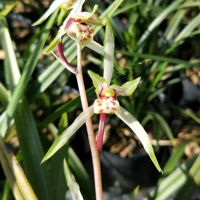 Cymbidium kanran 'Yang Gui Fei'
