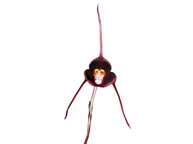 Dracula benedictii (Dracula)