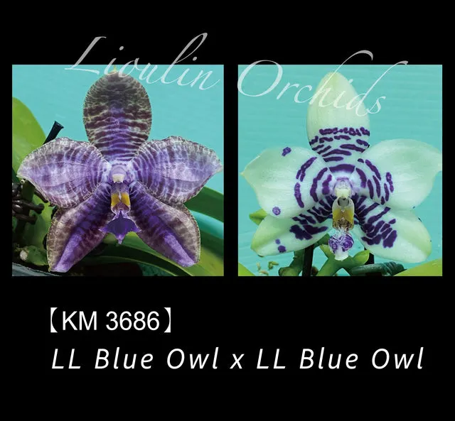 Phalaenopsis LL Blue Owl