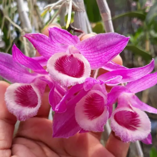 Dendrobium anosmum 'Mackay Parish Ono #15' (Dendrobium)