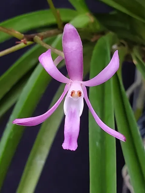 Vanda falcata 'Koto' (Vanda)