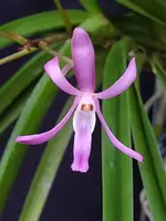 Vanda falcata Koto
