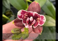 Phal. Sodoma Sunset 'Peloric'