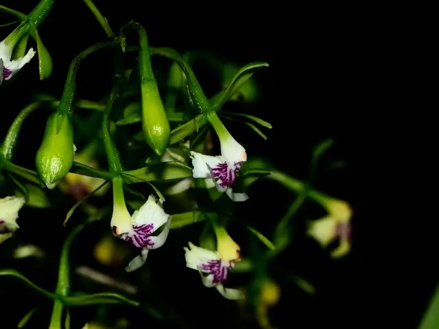 Epidendrum hirtzipaniculatum (Epidendrum)
