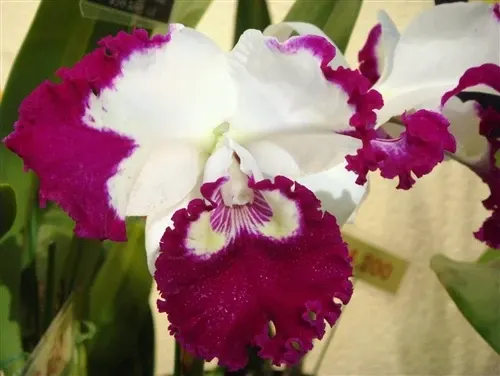 Rhyncholaeliocattleya White Spark (Rhyncholaeliocattleya)