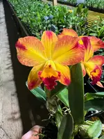 Mini Cattleya — 4.5" round pot