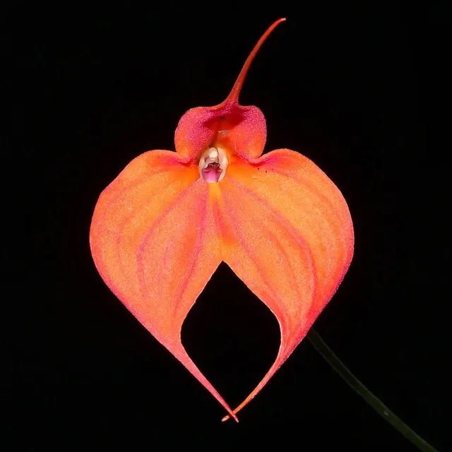 Masdevallia Madona