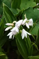 Bletilla striata First Kiss