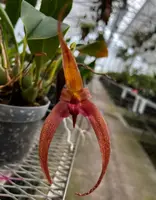 Bulbophyllum Jersey (lobbii x echinolabium)