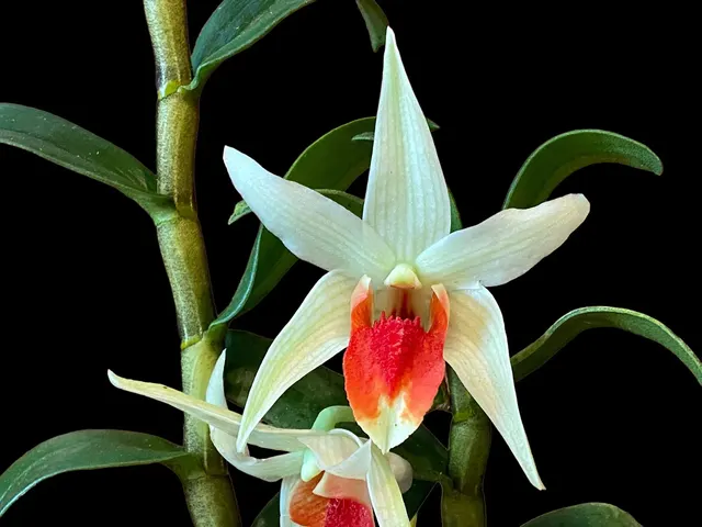 Dendrobium Dawn Maree x Peng Seng