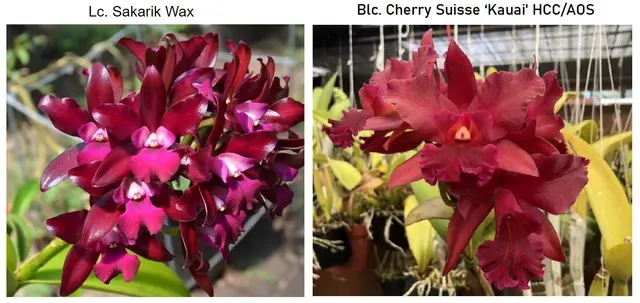 Brassolaeliocattleya NEW HYBRID