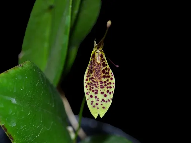 Restrepia citrina (Restrepia)