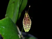 Restrepia citrina #1