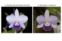 Lc. Tiny Blue (Lc. Mini Blue Star 'SVO Blues' HCC/AOS x Lc. Mini Purple 'Coerulea 4N')