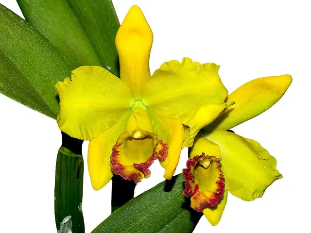 Rhyncholaeliocattleya Ecuagenera Delight (Rhyncholaeliocattleya)