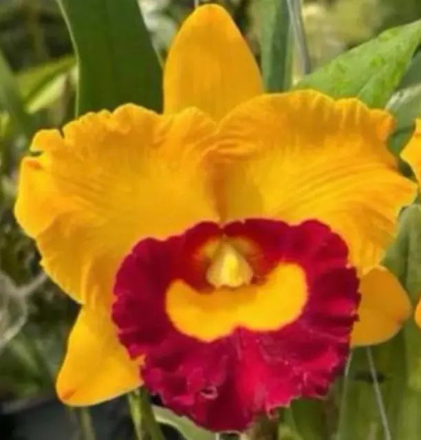 Rhyncholaeliocattleya Madonna Queen (Rhyncholaeliocattleya)