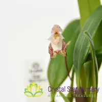 Bulbophyllum Ambrosia