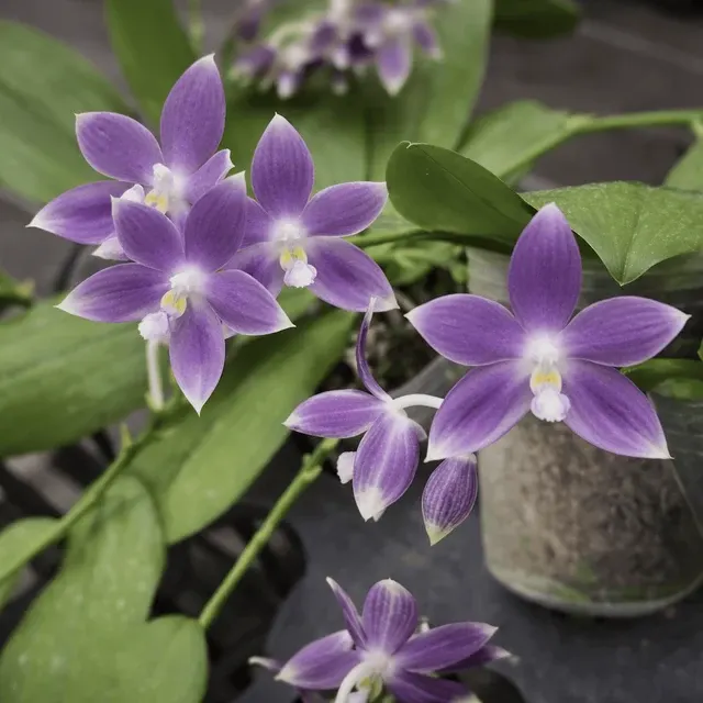 Phalaenopsis tetraspis 'Purple Dream'