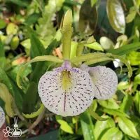 [Bare-root] #CA# Bc. Mary Dodson (MC) [2.8 BS][Aug in stock 26]