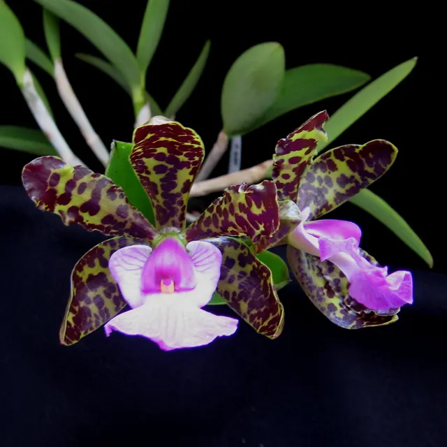 Cattleya aclandiae (Cattleya)