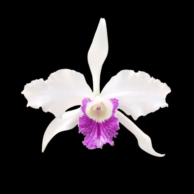 Cattleya lobata var. semi alba