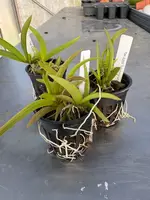 Tolumnia urophylla