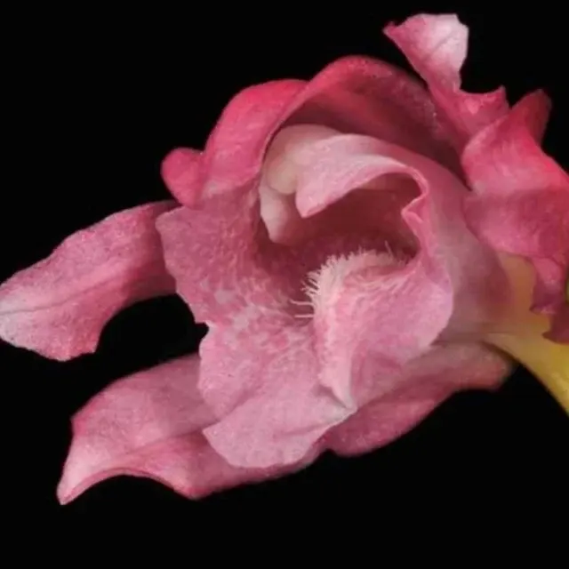 Phaius mishmensis (Phaius)