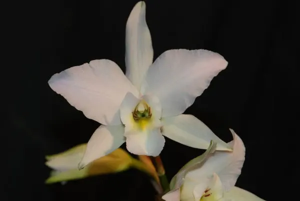 Laelia anceps 'oaxacana'