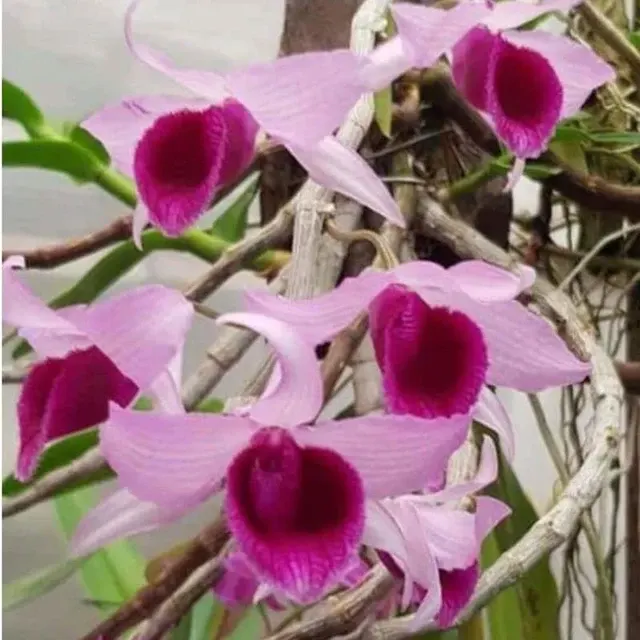 Dendrobium Super Nestor (Dendrobium)