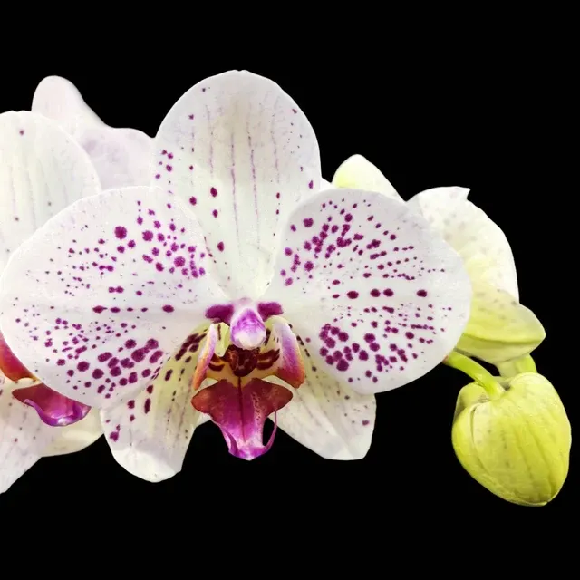 Phalaenopsis Goya
