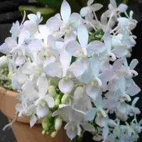 Phalaenopsis equestris fma. alba sp.