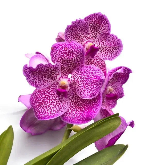 Vanda Brighton's Pink Delight