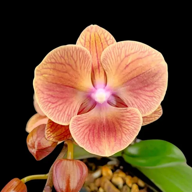 Phalaenopsis King Car Persimmon
